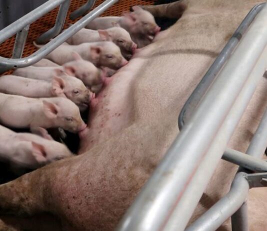 China asks slaughter houses to help stabilise hog prices