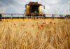 Chinese buyers returned for French barley this month -traders