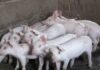 Danish Crown says Chinese pork demand subdued, set to cut 550 jobs