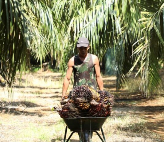 Explainer-Why Malaysia is considering a ban on palm oil exports to the European Union