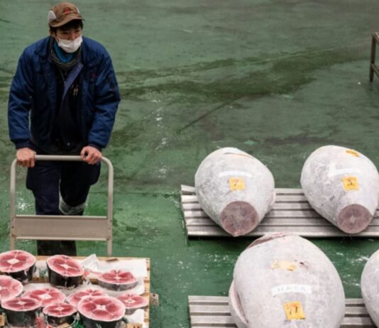Japan tuna price soars past US$270,000 at New Year auction