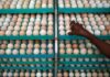 Malaysia’s egg shortage sets Indian hatcheries on path for record exports