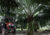 Indonesia, Malaysia to send palm oil envoys to EU over deforestation law