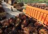 Indonesia to review its palm oil export quota ratio – ministry