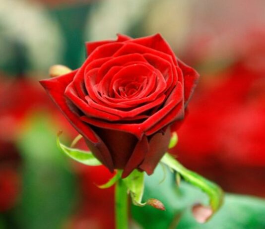 Love in a time of inflation: how much will Valentine’s Day set you back?