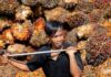 Indonesia’s palm oil exports to fall in 2023 -industry official