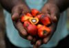 Malaysia end-Feb palm oil stocks drop 6.6% to 2.12 million T – MPOB