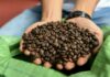 Vietnam’s robusta: The go-to coffee bean in a warmer world?
