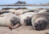 You think you need more sleep? Tell that to an elephant seal