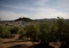 Drought spells ‘catastrophe’ for Spain’s olive harvest
