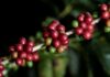 Coffee research group progresses on naturally decaffeinated varieties