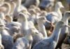 Scientists isolate human gene able to fend off most bird flu viruses