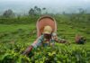 Sri Lanka set to start tea-for-oil barter with Iran next month