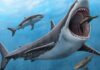 Tooth analysis confirms the megalodon – a huge ancient shark – was warm-blooded