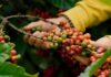 Vietnam’s coffee sector braces for compliance challenges under new EU deforestation laws