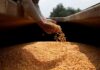EU seeks revised GMO rules to loosen curbs on gene-edited crops