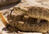 Misunderstood rattlesnakes have a tender side, study finds