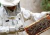 Sweet success: Jordan’s beekeepers busy as honey demand soars