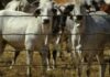Indonesia resumes imports of live cattle from Australia