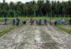 Philippine ministers propose cut in rice tariffs to curb retail prices