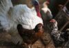 China scraps Brazilian poultry tariff, Brazil says