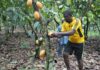 Commentary: Brace for higher chocolate prices, the crisis is inevitable