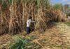 India, Thailand sugar crops looking better than expected, says Wilmar