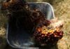 World’s biggest palm oil exchange to launch soyoil futures