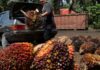 WRAPUP 1-Shrinking global palm oil supplies, strong biodiesel demand to boost prices