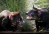 Australia’s Juukan Gorge yields up rare Tasmanian Devil tooth