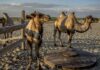 Commentary: Will camels be the next cows in the dairy industry?
