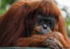 Malaysia eyes ‘orangutan diplomacy’ with nations that import palm oil