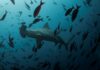 Scientists discover possible hammerhead shark nursery in Ecuador’s Galapagos