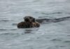 Sea otters get more prey and reduce tooth damage using tools