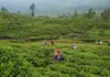 Sri Lanka’s tea producers warn 70% wage hike will hit industry