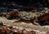European lynx species rebounds from brink of extinction