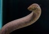 South American lungfish has largest genome of any animal