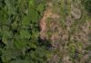 Google buys carbon removal credits from Brazil startup, joining Microsoft