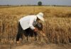 China agriculture ministry forecasts bumper grain harvest in 2024