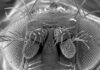 Scientists map fruit fly brain in neurobiological milestone