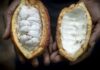 Soaring cocoa prices leave farmers, consumers with bitter taste