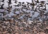 Study documents extinction of 610 bird species and ecological impacts