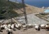 California’s only nuclear plant to use AI to help comply with new licensing challenges