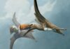 Fossil from Germany unlocks history of ancient flying reptiles