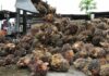 Malaysian palm oil inventories drop as Nov output hits 4-year low