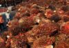 Malaysian palm oil stocks hit 19-month low in December as output drops