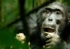 Wild chimpanzees adapt genetically to different habitats