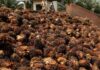 Malaysia rules out raising palm oil’s biodiesel blend to 20%