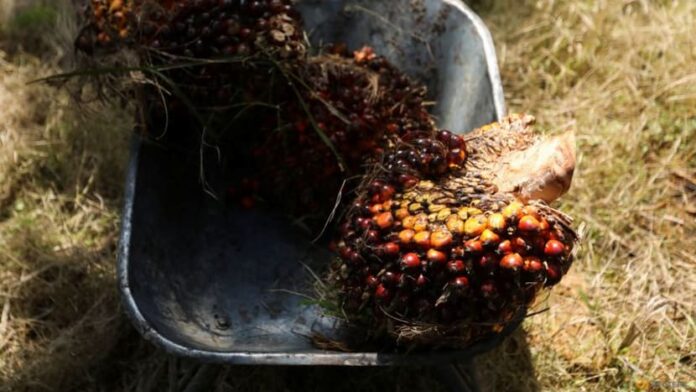 Malaysia end-February palm oil stocks hit nearly two year low