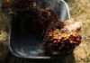 Malaysia palm oil stocks hit nearly 2-year low in Feb as output drops